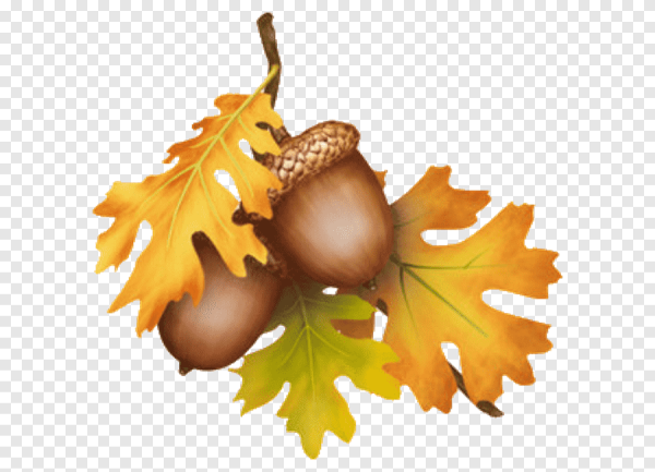 Листья дуба с желудями
