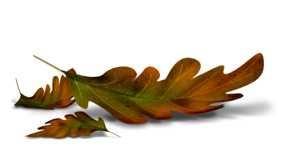 Осенние листья лежат на прозрачном фоне