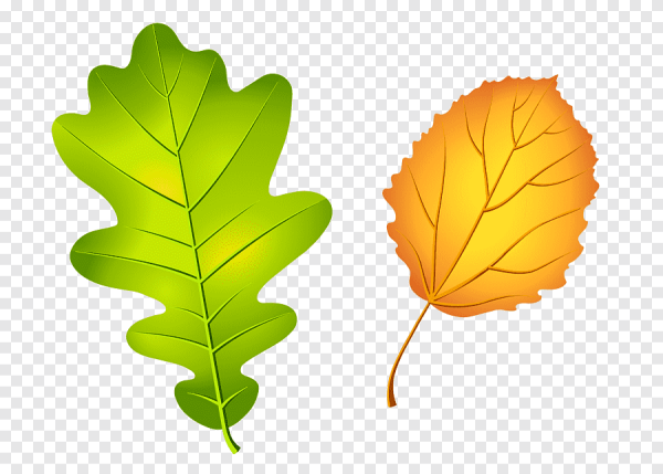 Листочки деревьев