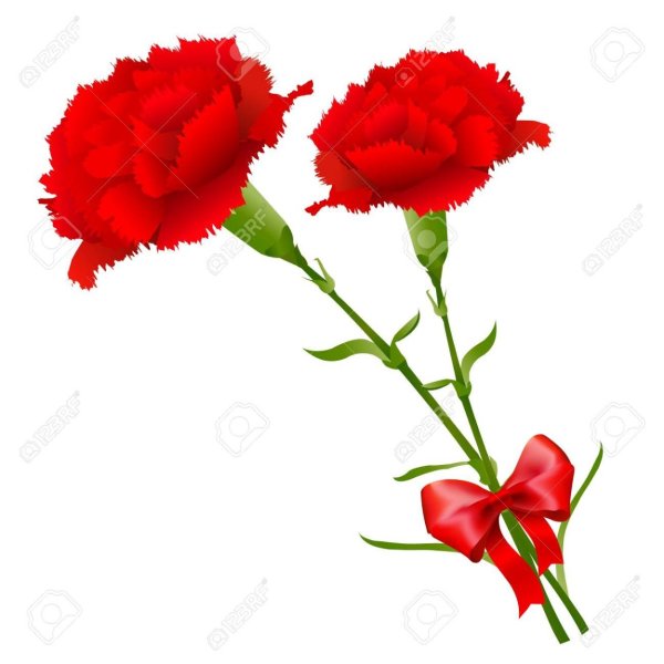 Две гвоздики на белом фоне