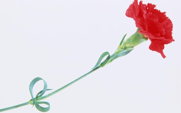 Красные гвоздики