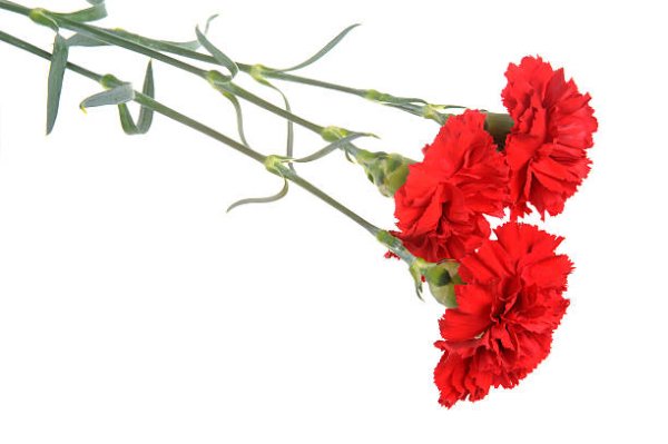 Гвоздики лежат