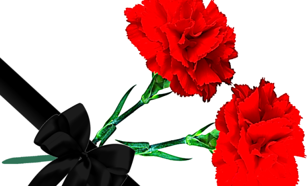 Гвоздики траурные цветы