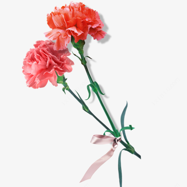 Гвоздики 2 штуки без фона