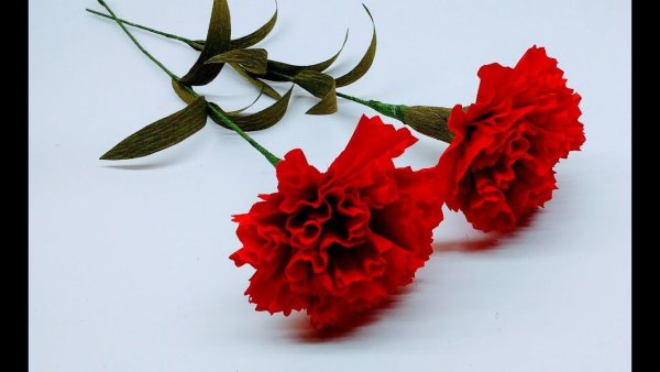 Две гвоздики