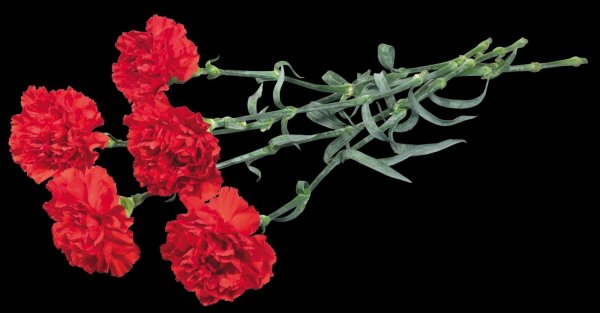 Гвоздика на черном фоне