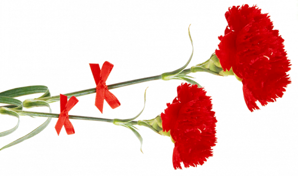 Две гвоздики