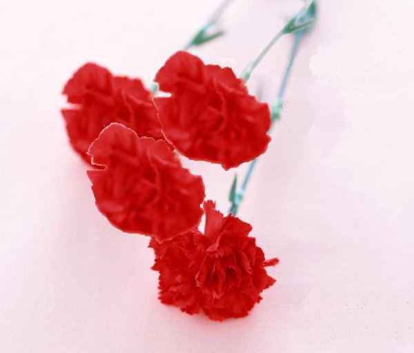 Четыре гвоздики