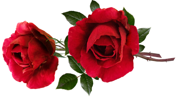 Ветка розы на прозрачном фоне