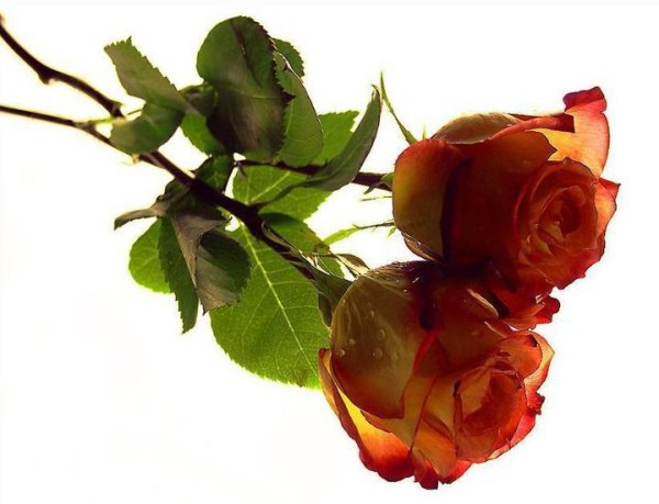 Траурные розы на прозрачном фоне