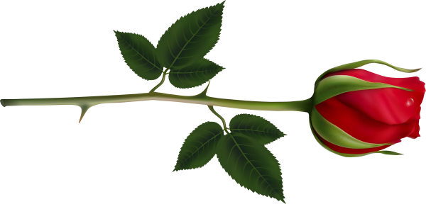 Ветка розы
