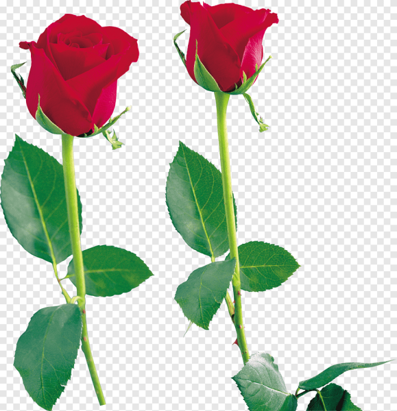 Розы ПСД красные