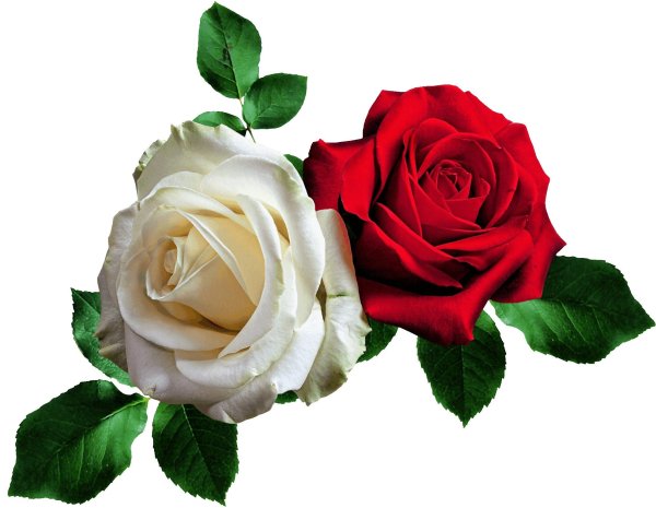 Розы на прозрачном фоне
