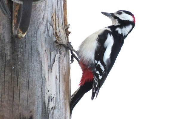 Дятел птица на белом фоне