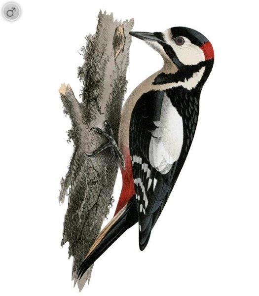 Дятел на белом фоне