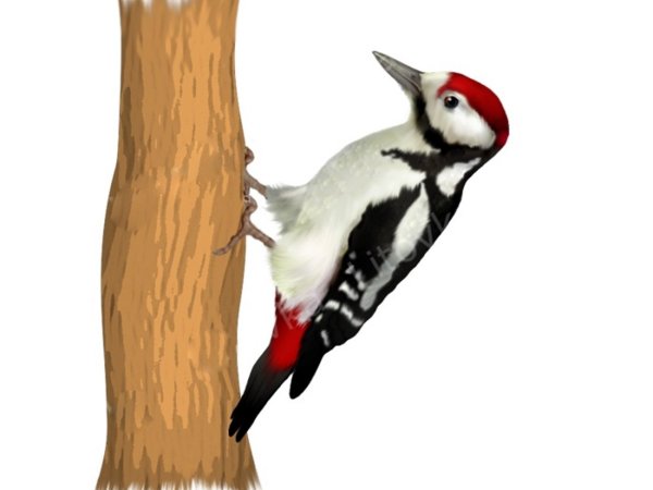 Птицы дятел для детей