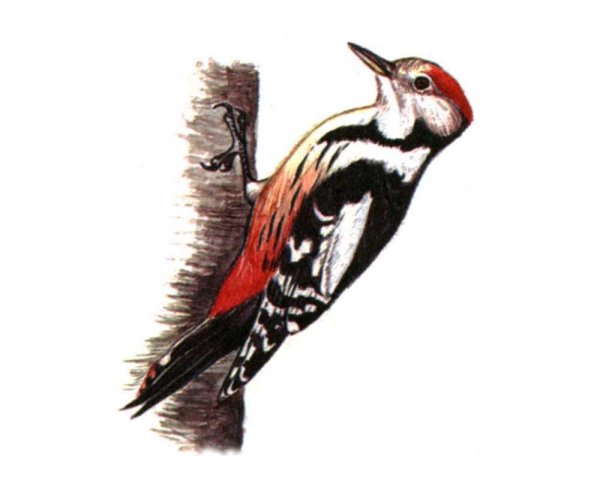 Дятел для детей