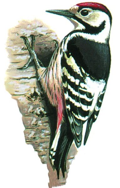 Дятел птица на белом фоне