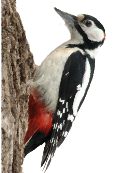 Пестрый дятел на белом фоне