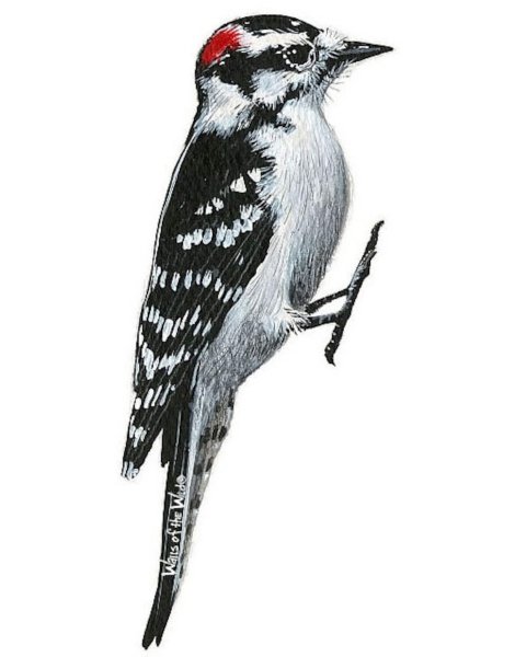 Клипарт дятел на прозрачном фоне