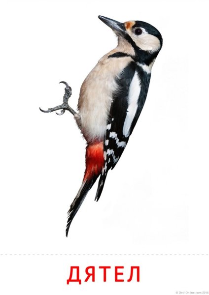 Дятел на белом фоне