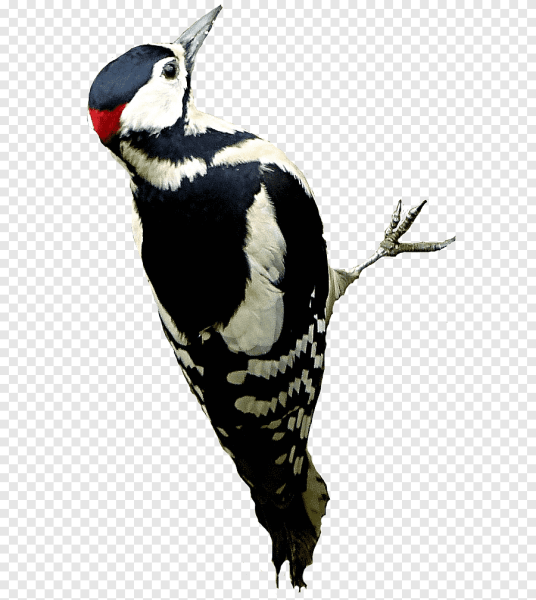 Дятел без фона