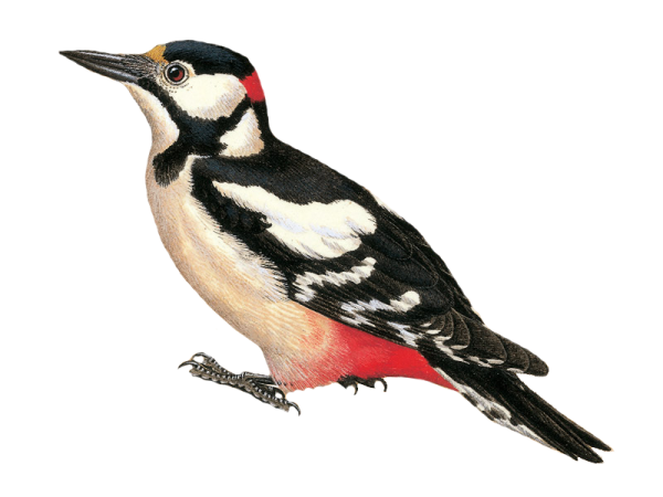 Дятел для детей