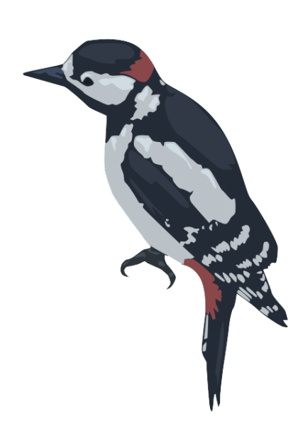 Дятел без фона