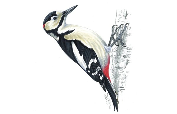 Дятел птица на белом фоне
