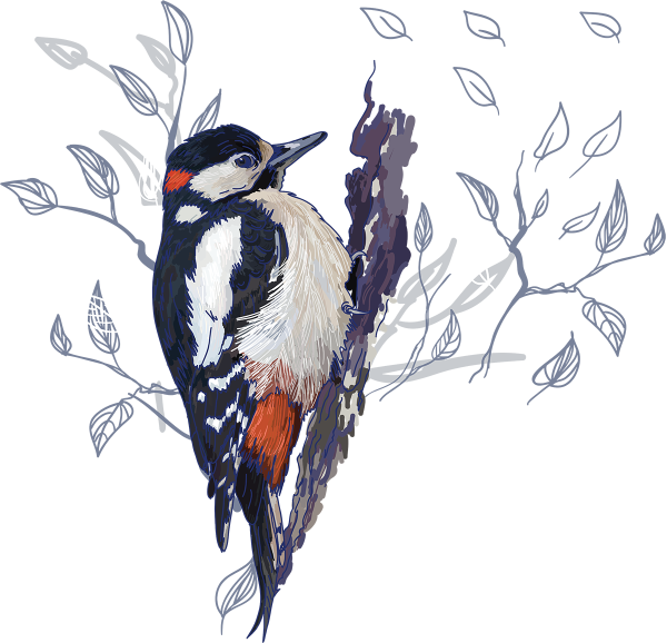 Дятел рисунок