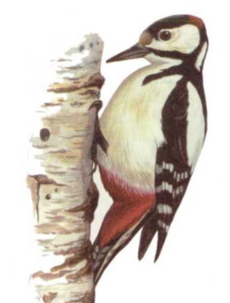 Дятел на прозрачном фоне