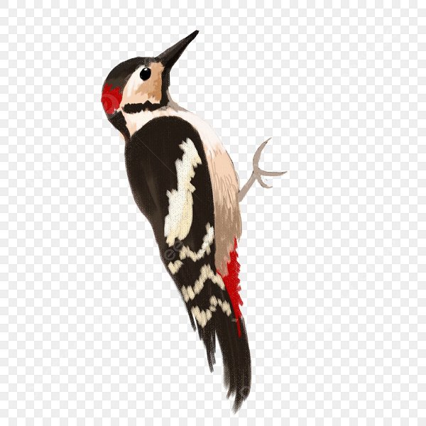 Дятел птица на белом фоне