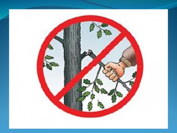 Нельзя ломать ветки деревьев