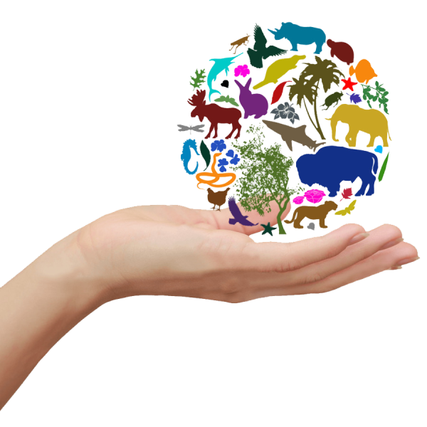 Биологическое разнообразие