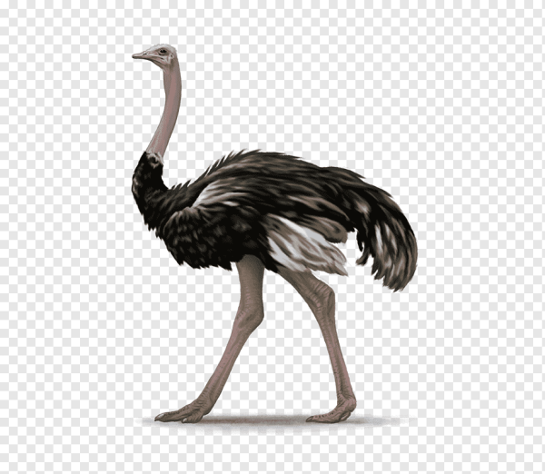 Страус на белом фоне