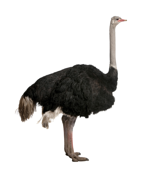 Страус эму на белом фоне