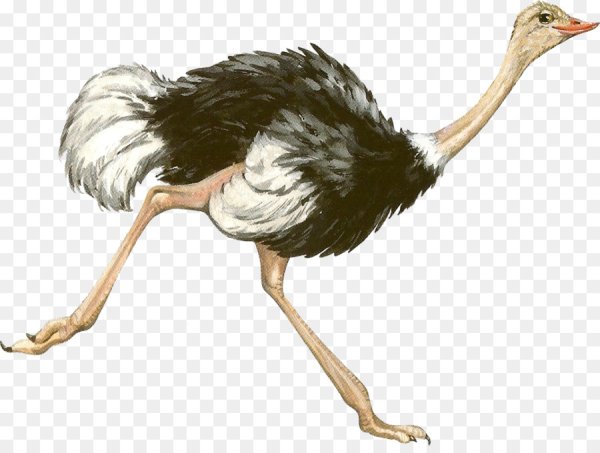 Эму для детей