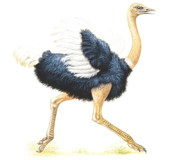 Страус на белом фоне