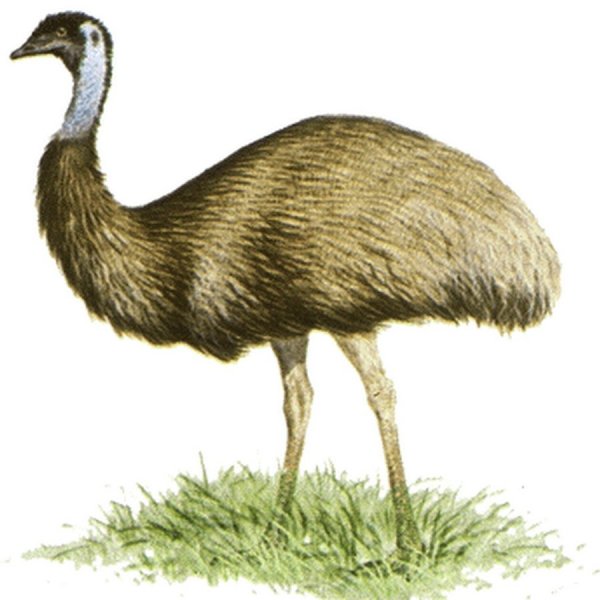 Эму на белом фоне