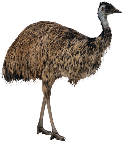 Страус на белом фоне