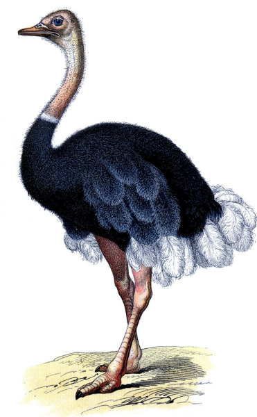 Страус эму для детей