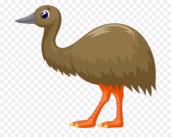 Эму рисунок