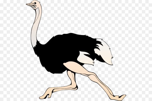 Страус арты