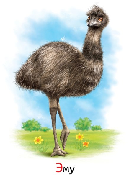Страус для детей