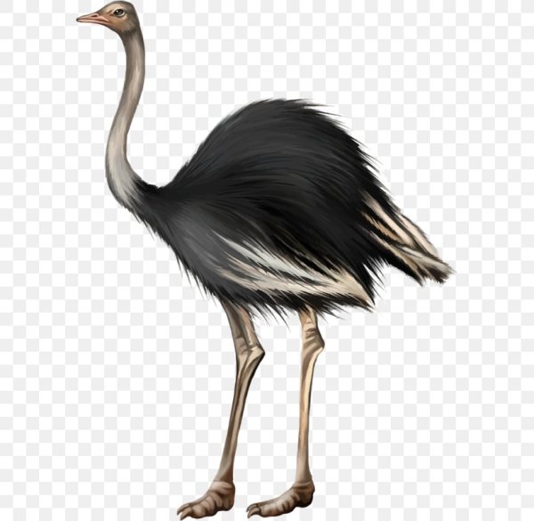 Эму на прозрачном фоне