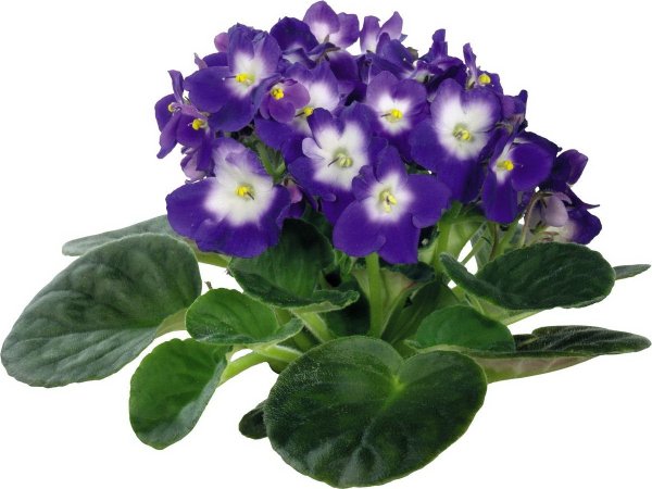 Фиалка НК Барвинок