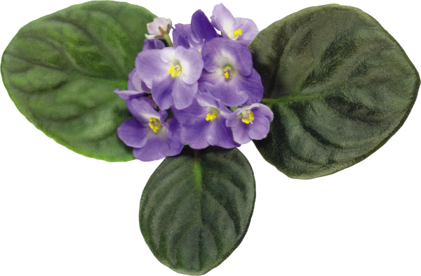 Фиалка комнатная