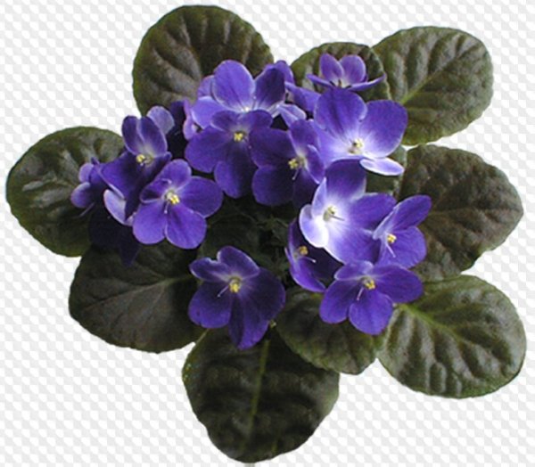 Фиалка узамбарская PNG