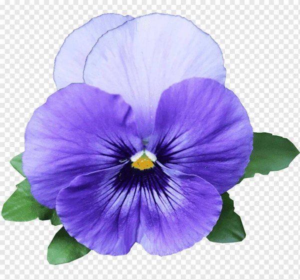 Анютины глазки вектор