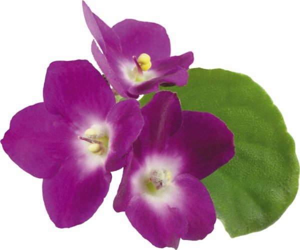Фиалка на прозрачном фоне